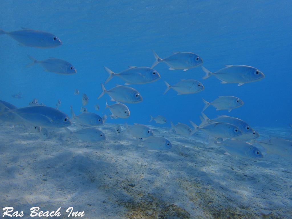 Ras Beach Inn Rasdhoo エクステリア 写真