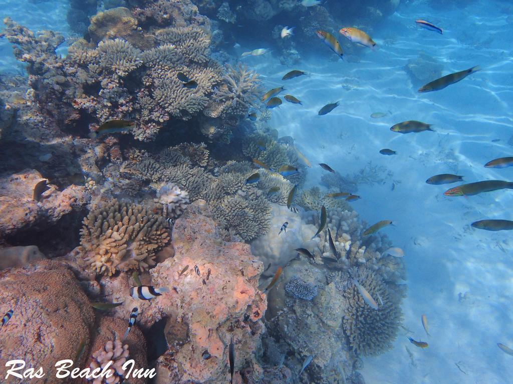 Ras Beach Inn Rasdhoo エクステリア 写真