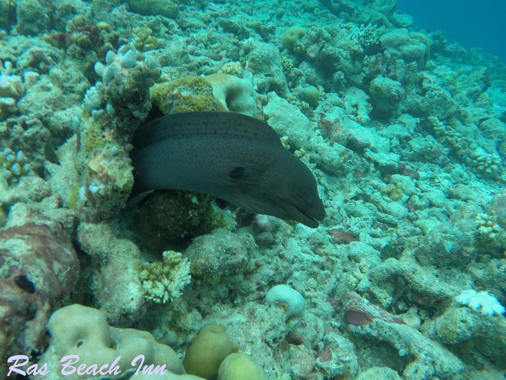 Ras Beach Inn Rasdhoo エクステリア 写真